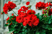 Geranium Flower seeds for Planting - Hardy Variety, Heirloom & GMO Free Seeds for Home Garden
