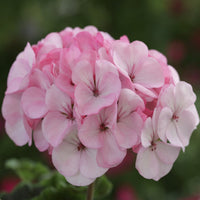 Pale Pink Geranium Flower seeds for Planting - Long Bloom Season, Heirloom & GMO Free Seeds for Home Garden
 
 Sale for planting in home garden