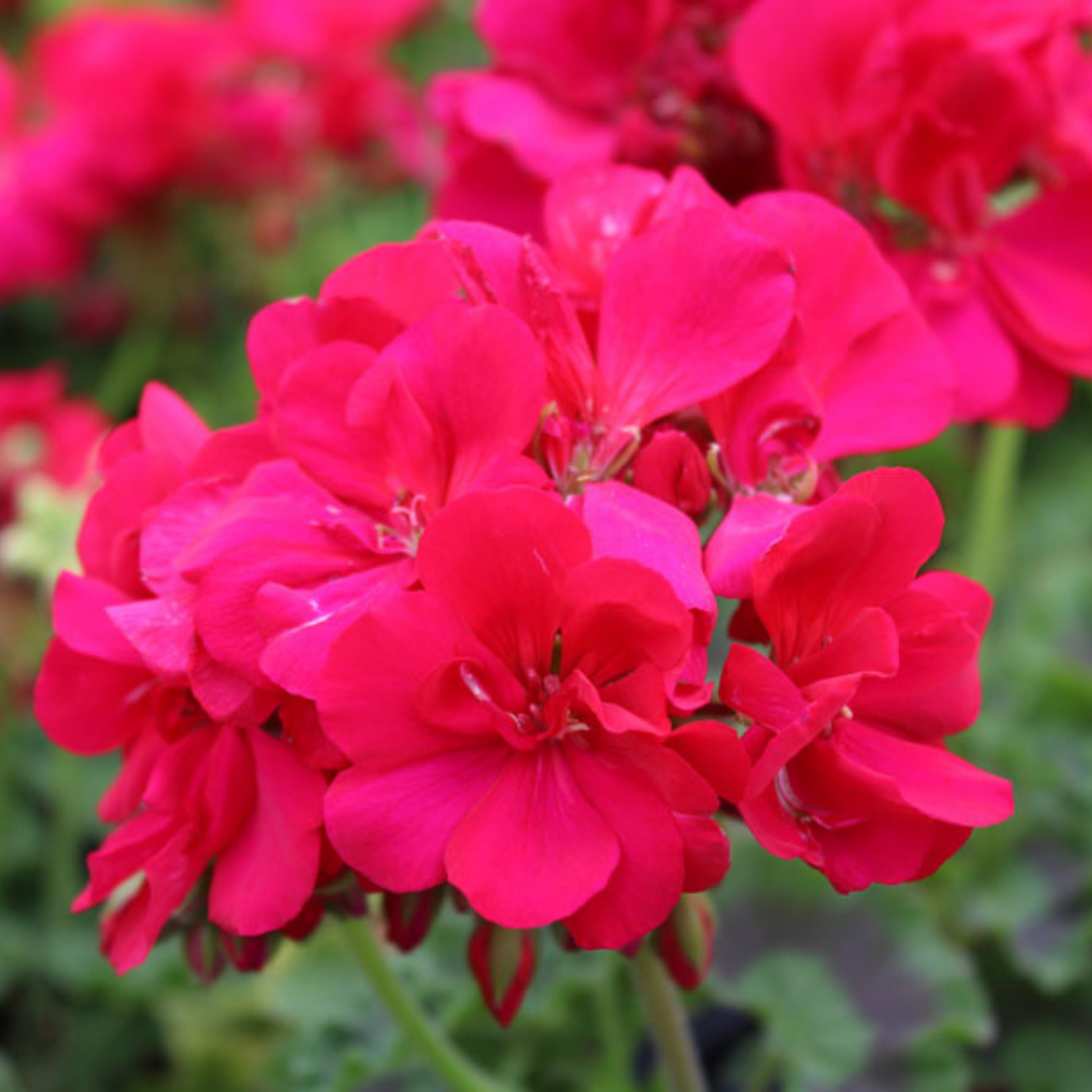 Dark Pink Geranium Apple Blossom Flower Seeds for Planting