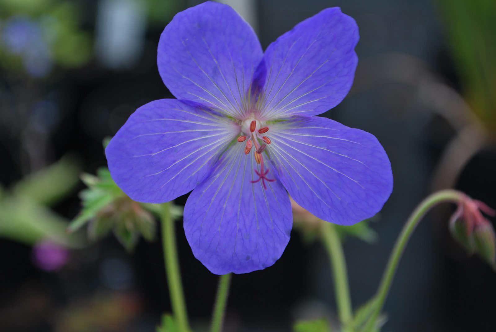 Blue Geranium Seeds for Planting - Beautiful Perennial Blooms