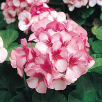 Pink Red Geranium Flower Seeds for Planting Compact Growth Heirloom & GMO Free Seeds for Home Garden
 
 Sale