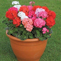 Mixed Pelargonium Flower Seeds for Planting