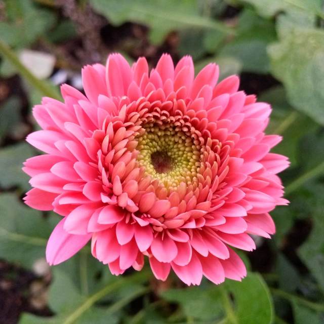 Hot Gerbera Seeds Chrysanthemum for Bold, Colorful Flower Blooms
