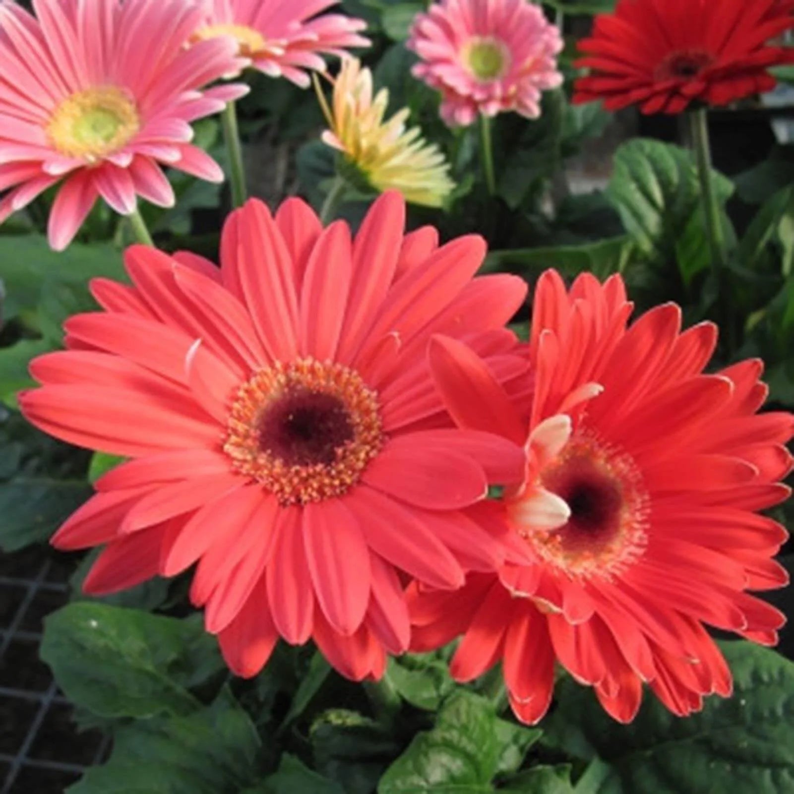 Hot Gerbera Seeds Chrysanthemum for Bold, Colorful Flower Blooms
