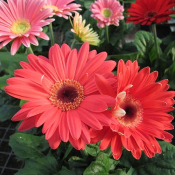 Hot Gerbera Seeds Chrysanthemum for Bold, Colorful Flower Blooms