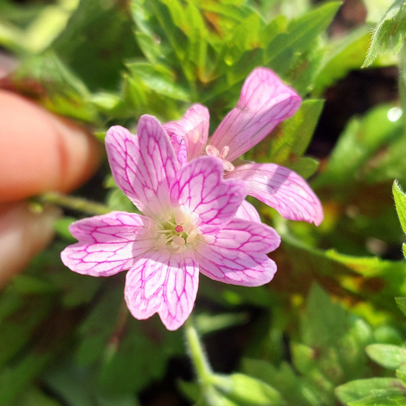Pink Symphytum Flower seeds for Planting - Vibrant Colors, Heirloom & GMO Free Seeds for Home Garden
