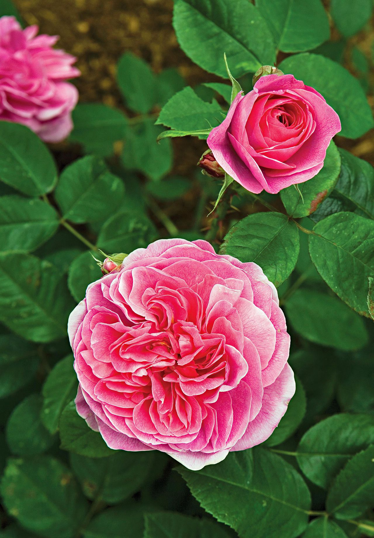 Rose Tree Flower seeds for Planting Sun Loving Heirloom & GMO Free Seeds for Home Garden