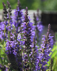 Nemorosa Flower seeds for Planting - Hardy Variety, Heirloom & GMO Free Seeds for Home Garden