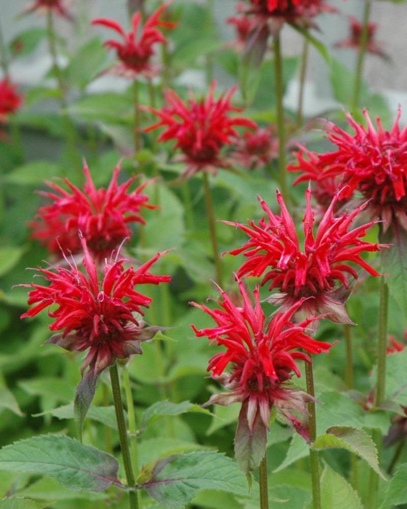 Red Monarda Flower seeds for Planting - Pollinator Friendly, Heirloom & GMO Free Seeds for Home Garden