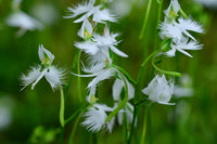 Heron Orchid Flower seeds for Planting Bright Blooms Heirloom & GMO Free Seeds for Home Garden 
 
 Sale
