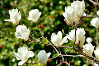 Yulan Magnolia Flower Planting Seeds