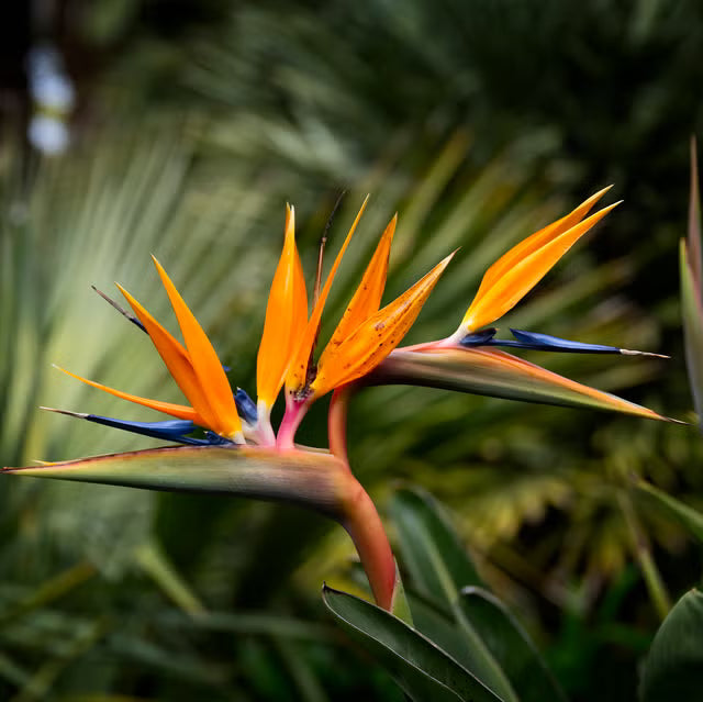 Yellow Green Strelitzia Flower seeds for Planting - Cut Flower Favorite, Heirloom & GMO Free Seeds for Home Garden