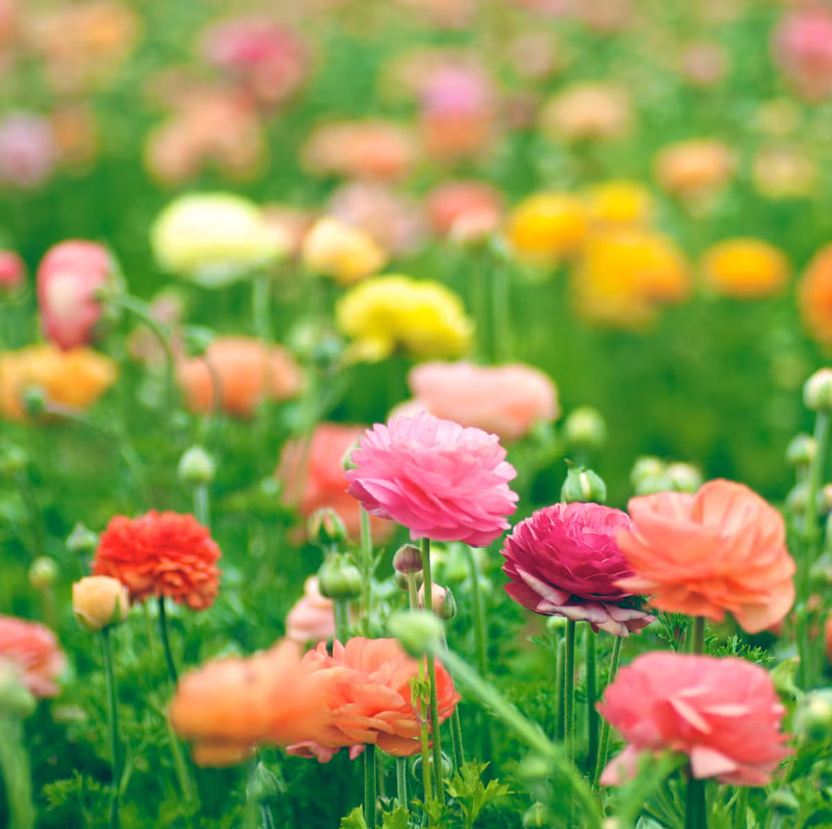 Ranunculus Flower seeds for Planting Long Bloom Season Heirloom & GMO Free Seeds for Home Garden