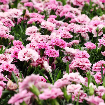 Carnations Pink Flower Planting Seeds for a Colorful Garden