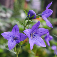 Violet Grandiflorus Flower seeds for Planting - Shade Tolerant, Heirloom & GMO Free Seeds for Home Garden
