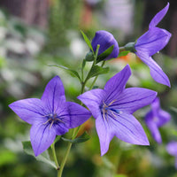 Violet Flower seeds for Planting - Bright Blooms, Heirloom & GMO Free Seeds for Home Garden