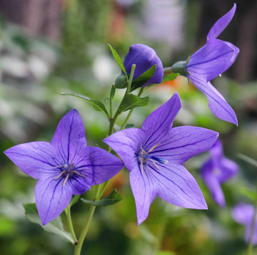 Violet Flower seeds for Planting - Bright Blooms, Heirloom & GMO Free Seeds for Home Garden