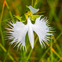 Heirloom Radiata Flower seeds for Planting Premium Quality Heirloom & GMO Free Seeds for Home Garden