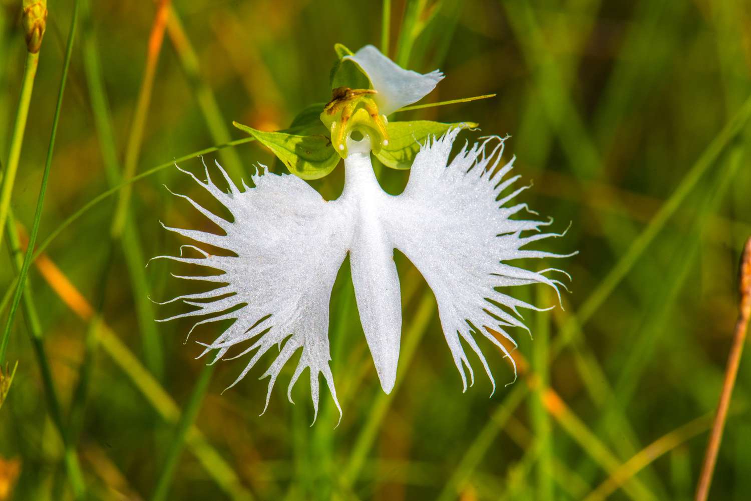 White Egret Flower seeds for Planting Drought Tolerant Heirloom & GMO Free Seeds for Home Garden
 
 Sale