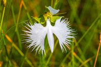 White Egret Flower seeds for Planting Drought Tolerant Heirloom & GMO Free Seeds for Home Garden
 
 Sale