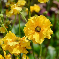 Yellow Avens Sunrise Flower seeds for Planting - Vibrant Colors, Heirloom & GMO Free Seeds for Home Garden