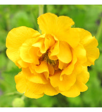 Lady Stratheden Flower seeds for Planting Premium Quality Heirloom & GMO Free Seeds for Home Garden
