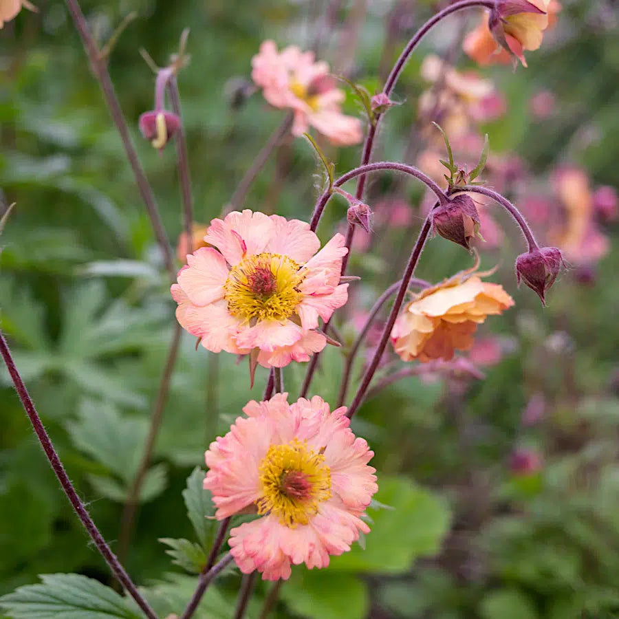 Geum Flower seeds for Planting Fragrant Blossoms Heirloom & GMO Free Seeds for Home Garden