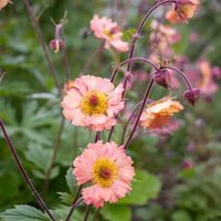 Geum Flower seeds for Planting Fragrant Blossoms Heirloom & GMO Free Seeds for Home Garden