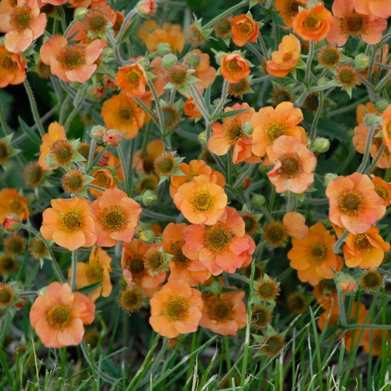 Geum Chiloense Flower seeds for Planting Fragrant Blossoms Heirloom & GMO Free Seeds for Home Garden