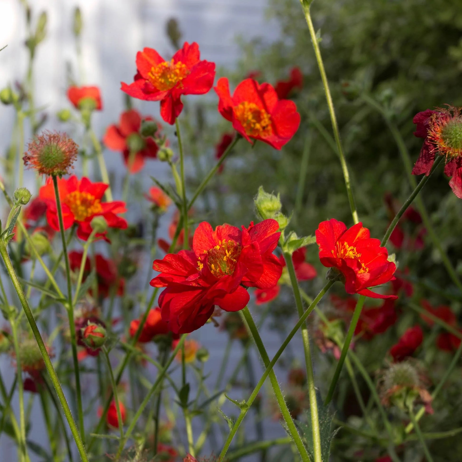 Geum Rossii Flower seeds for Planting - Premium Quality, Heirloom & GMO Free Seeds for Home Garden