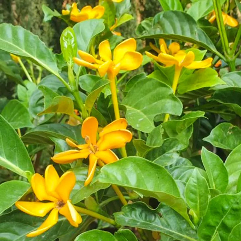 Yellow Gardenia Flower Seeds for Planting Bright Blooms Heirloom & GMO Free Seeds for Home Garden
 
 Sale