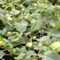 Pineapple Tomatillo Seeds for Rare Yellow Fruits, Eastern European Variety