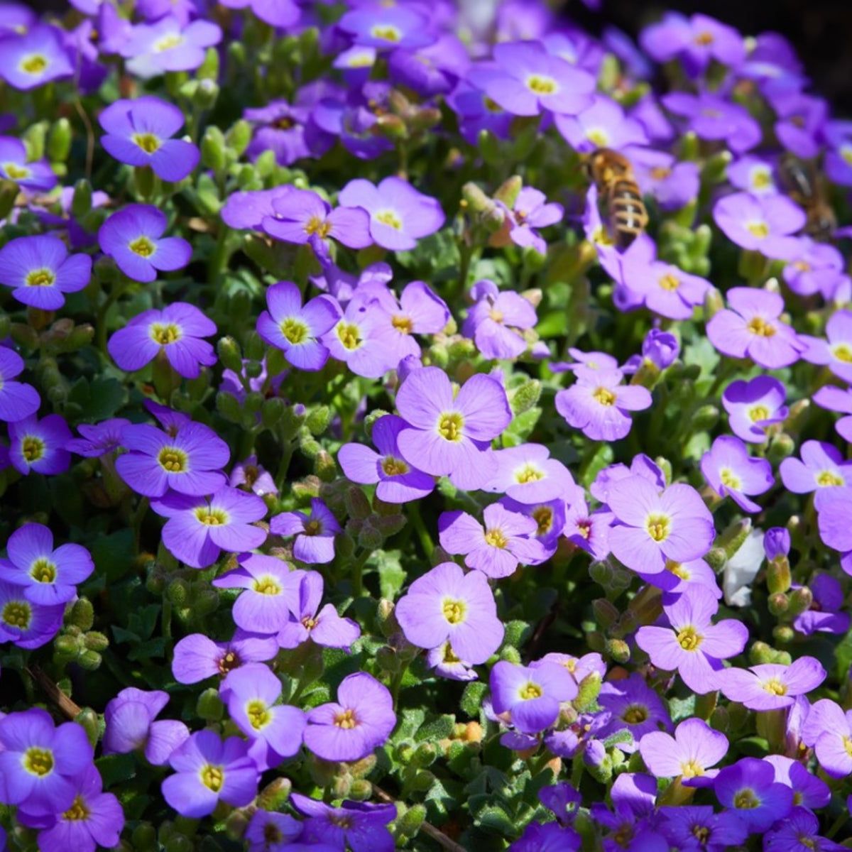 Mixed Cress Flower seeds for Planting - Vibrant Colors, Heirloom & GMO Free Seeds for Home Garden