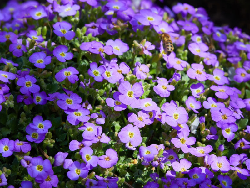 Cress Perennial Flower seeds for Planting - Easy to Grow, Heirloom & GMO Free Seeds for Home Garden