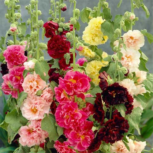 Mixed Hollyhock Flower seeds for Planting Vibrant Colors Heirloom & GMO Free Seeds for Home Garden 
 
 Sale