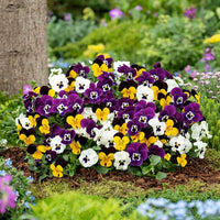 Pansy Flower Flower seeds for Planting - Wildflower Mix, Heirloom & GMO Free Seeds for Home Garden