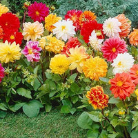 Mix Dahlia Fantasy Flower seeds for Planting - Drought Tolerant, Heirloom & GMO Free Seeds for Home Garden