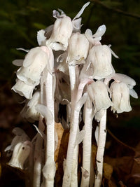 Monotropa Uniflora Seeds - Planting the Enigmatic Indian Pipe Flower