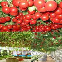 Giant heirloom tomato seeds for planting