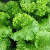 Large leafy growth from Giant Mustard seeds