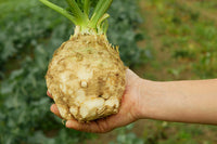 Giant Prague Celeriac Seeds Apium Graveolens Celery Root Vegetable