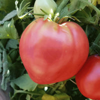 Closeup of Giant Red Oxheart Tomato Seeds and heart-shaped tomatoes
