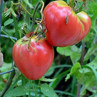 Large oxheart tomatoes grown from Giant Red Oxheart Tomato Seeds