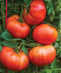 Giant red tomatoes growing on the vine