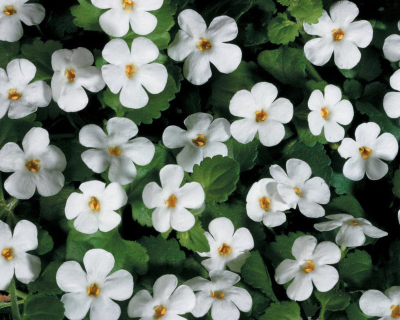 Bacopa Flower seeds for Planting - Fragrant Blossoms, Heirloom & GMO Free Seeds for Home Garden