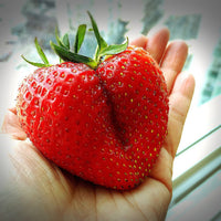 Giant strawberry seeds for planting