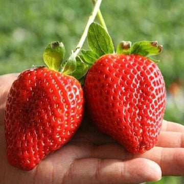 Giant strawberry seeds Fragaria pantassa large edible fruit plant for home garden