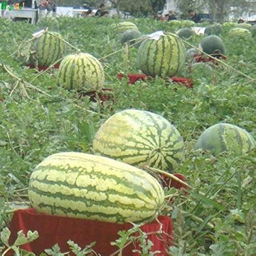Extra-large giant watermelon growing in garden