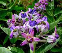 Gigantea flower seeds for planting tall blooms
