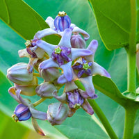 Gigantea blooms adding height to garden landscapes
